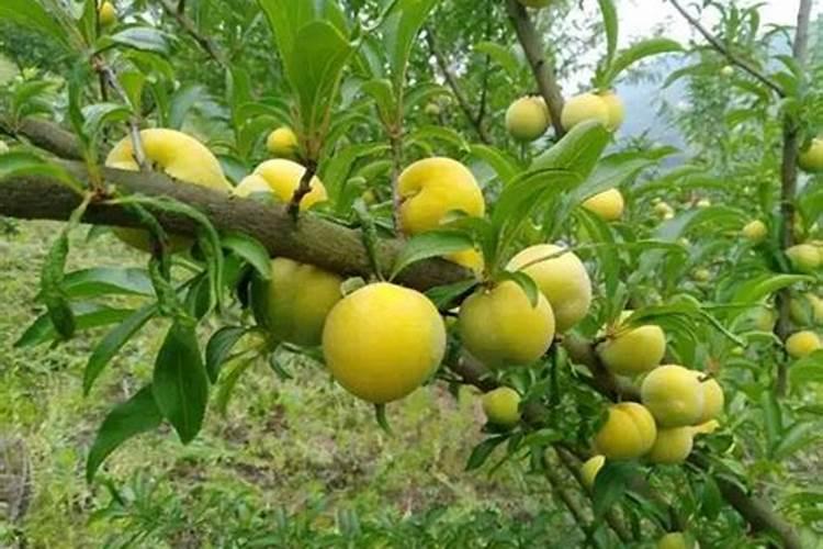 萝卜种植:白萝卜怎么样施肥好