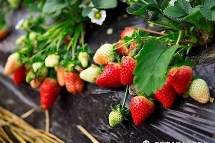 五彩椒换盆后叶子蔫了怎么办？