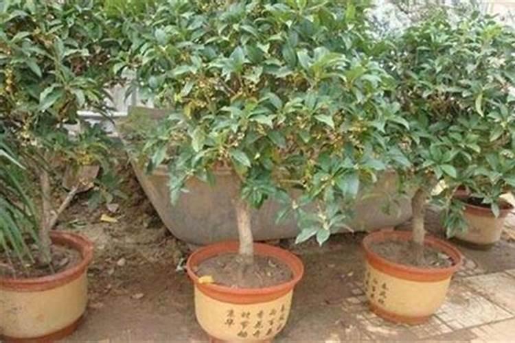 经长途运输的桂花怎样栽培？能喷施叶面肥吗？