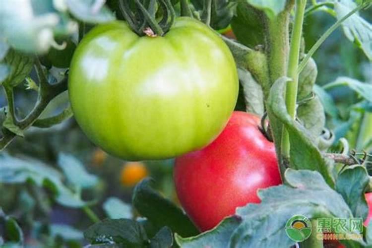 碧护叶面肥在小麦上的应用