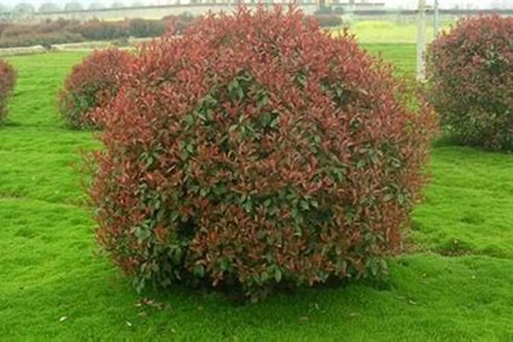 巨型月季老桩养殖方法与养护事项