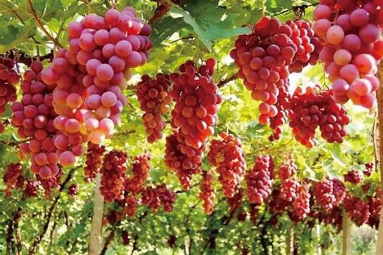 果树补钙:关键时期与科学方法