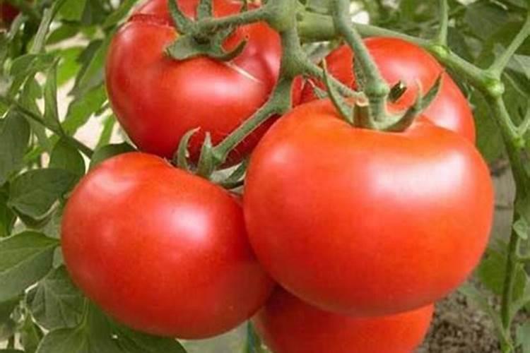 鱼蛋白自制配方比例