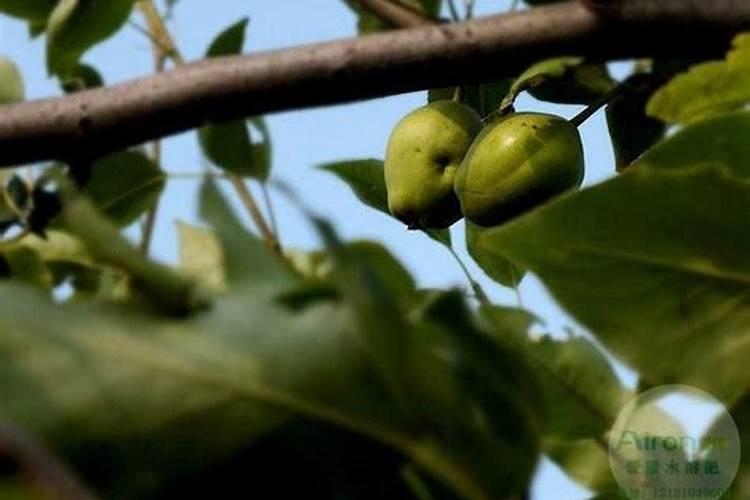 梨树用什么肥料好