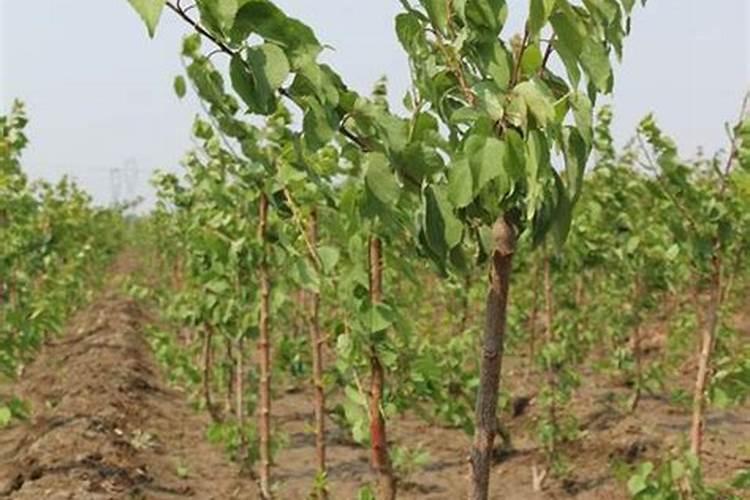 玉米喷灌浇水怎么施肥视频