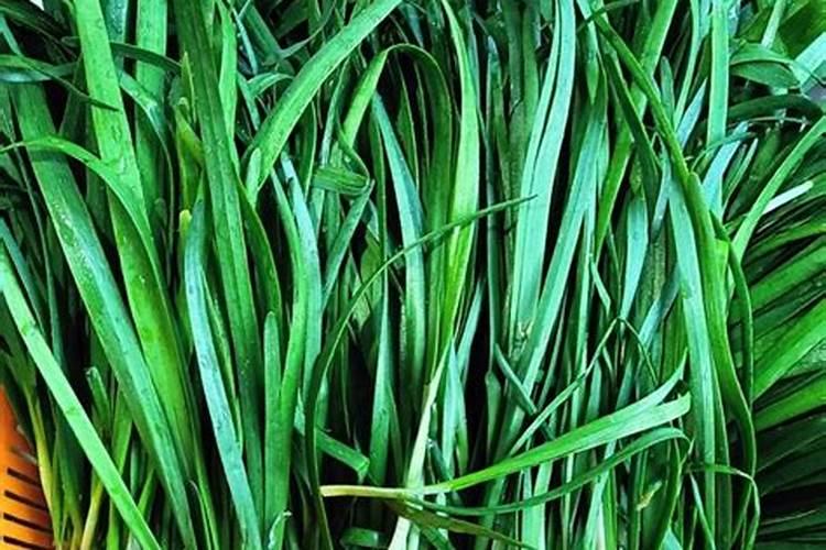 有哪些花需要磷肥