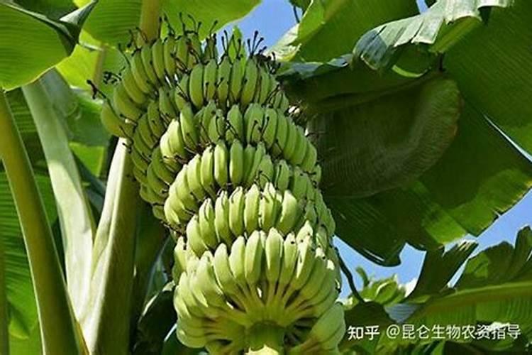 香蕉抽蕾后怎么施肥