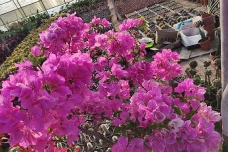 大白菜施肥用什么肥好