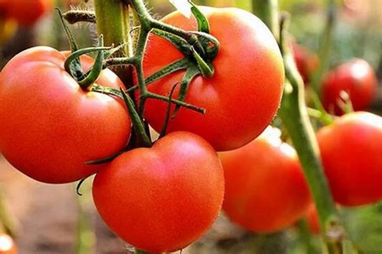 西红柿钾肥过量的表现