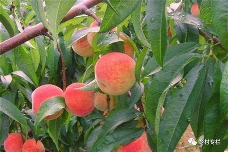 红糖在果树上的作用