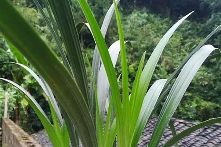 怎样识别假化肥