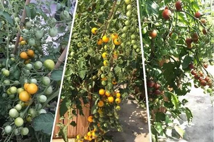 小杨树被治尖叶和阔叶的除草剂扫到了,怎么治回来呢