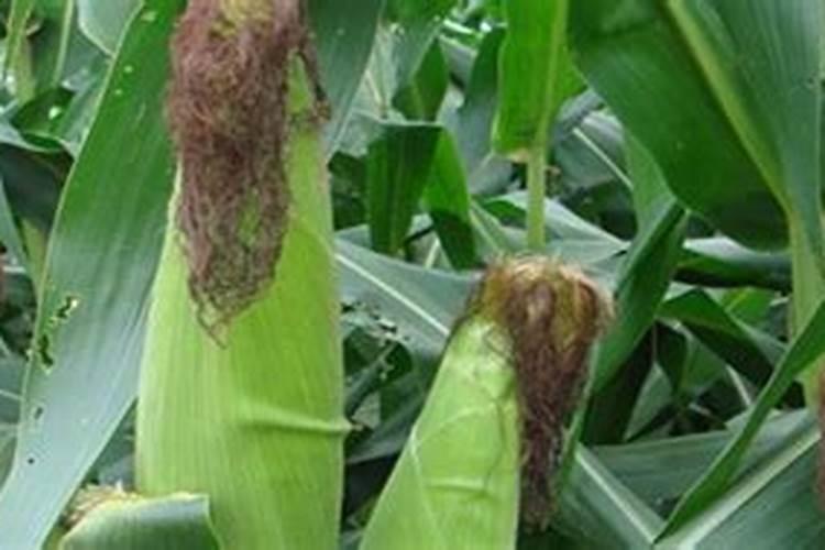 象耳芋可以用硼肥防虫片吗