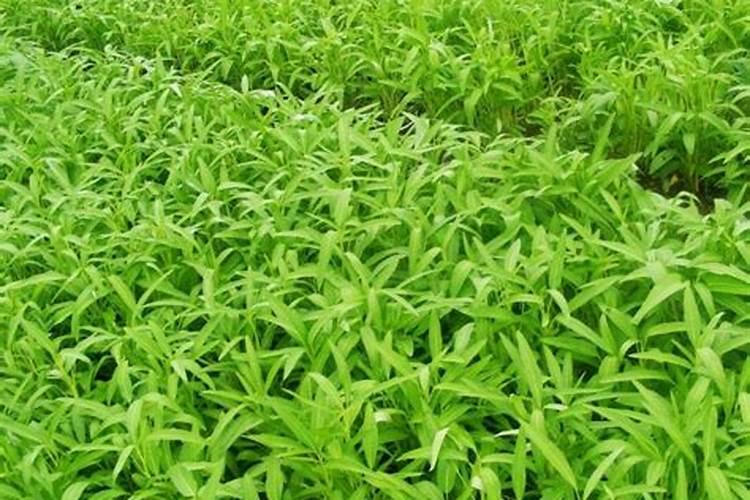 新手求助:空心菜旱种应该怎么施肥,施什么肥