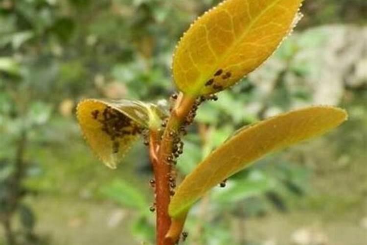甜椒大雨后可以喷磷酸二氢钾吗