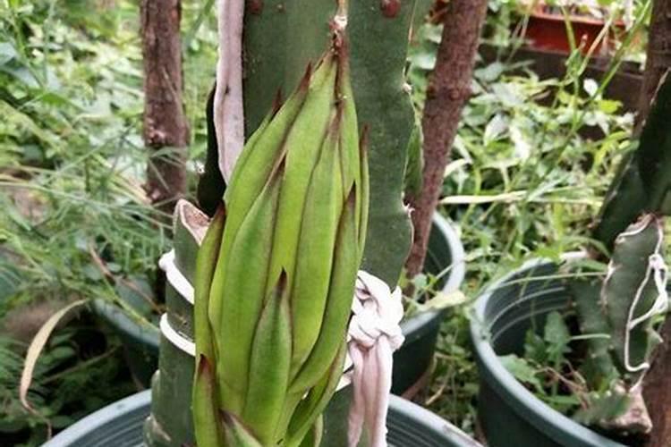 复合肥料有哪些