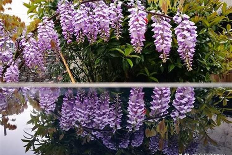 我现在买了一棵紫藤树种植施肥用什么？