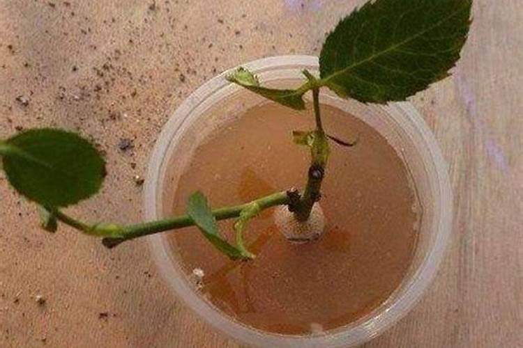 红糖做生根肥配方