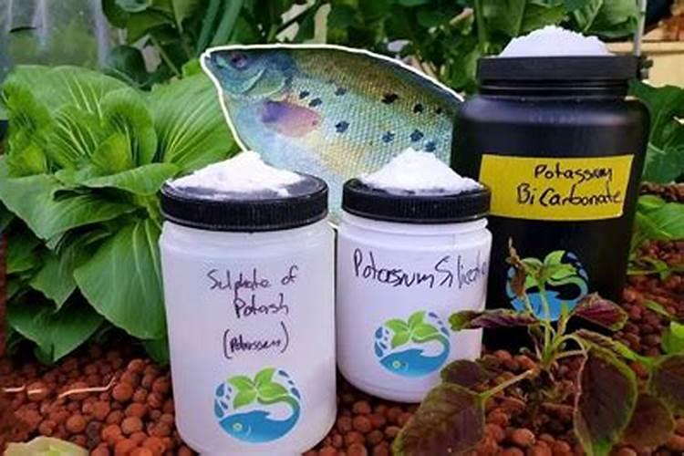 樱桃树叶老化枯焦怎么办？