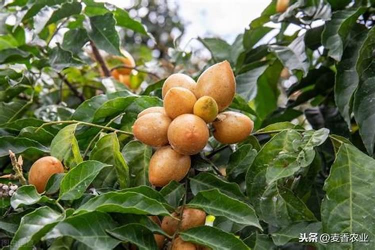 芥菜疙瘩的栽植？