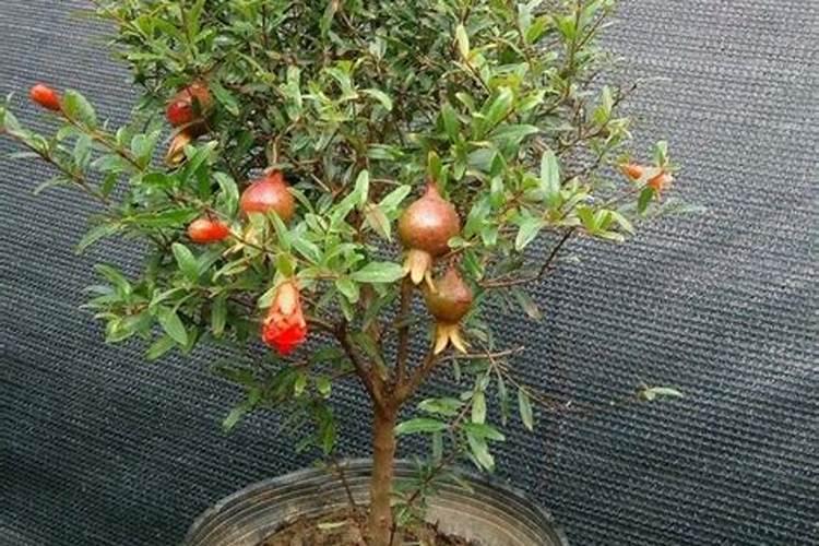 肥料中的激素是什么