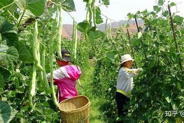 芹菜用什么肥料好