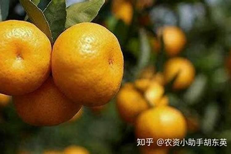 柑橘膨果用什么肥料,柑橘膨果是什么时候