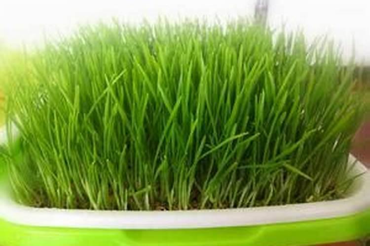 草莓膨果期要注意这四点,膨果肥不可乱施!