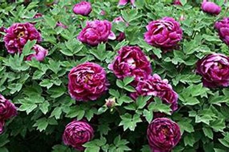 牡丹在开花的时候可以施肥吗牡丹需要怎么施肥