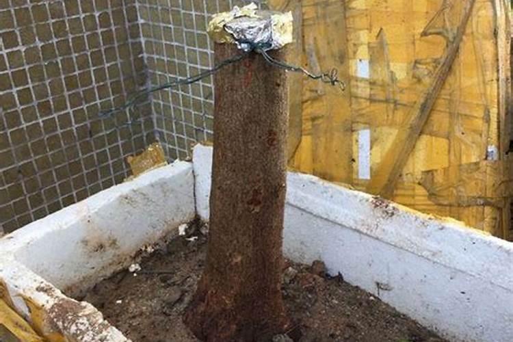 榆树下山桩出芽后能否喷些叶面肥