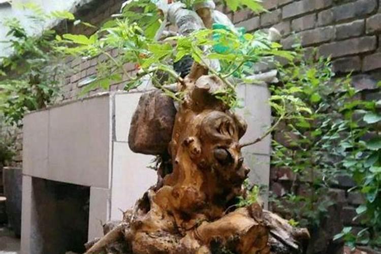 你知道如何进行下山桩栽植和养护吗？