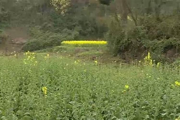 在七个叶的玉米上小害虫蓟马十几亩咋治