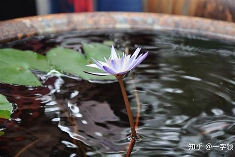 玉米怎么查叶片