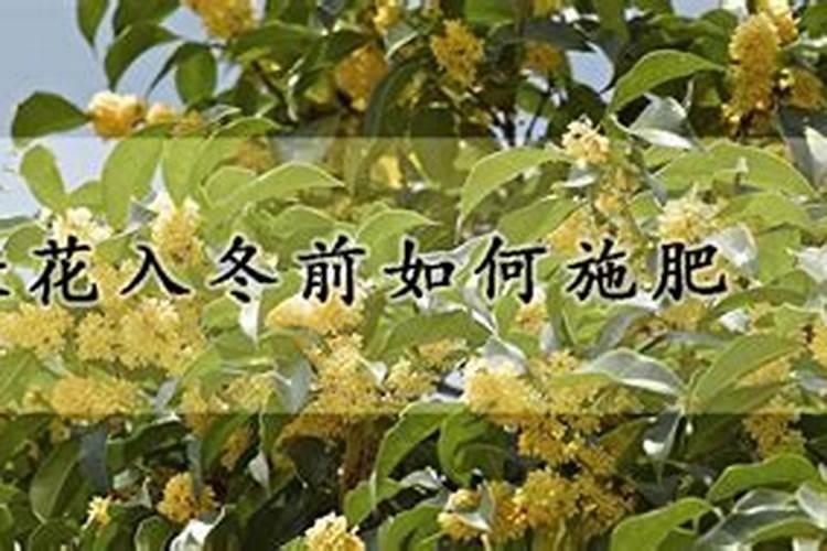 桂花树施什么肥好
