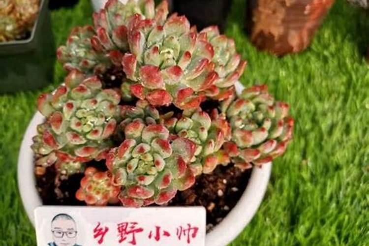 网购的多肉上盆能用多肉控释肥吗