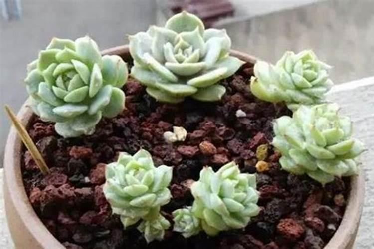 多肉植物施什么肥容易爆盆