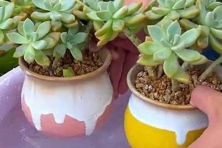 网购的多肉上盆能用多肉控释肥吗