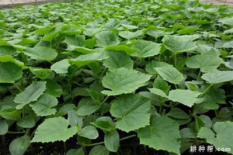 为什么丝瓜苗不长是什么原因