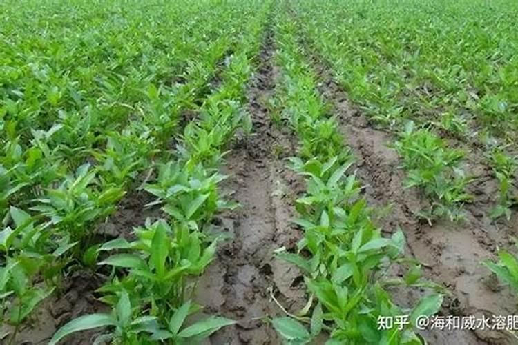 树底下种植什么药材好？