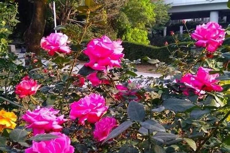 月季花期怎么施肥