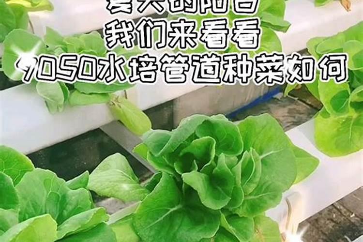 一颗百香果苗用50克硼肥会不会导致硼中毒？
