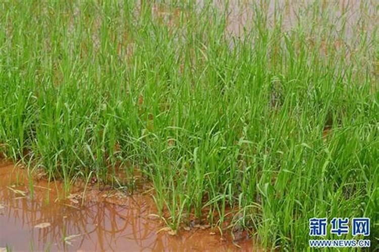 硝酸钾是什么肥料