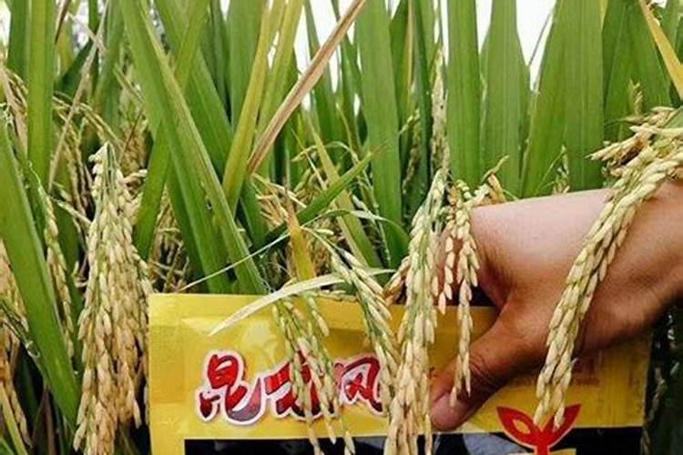 柑橘怎样进行保花保果？