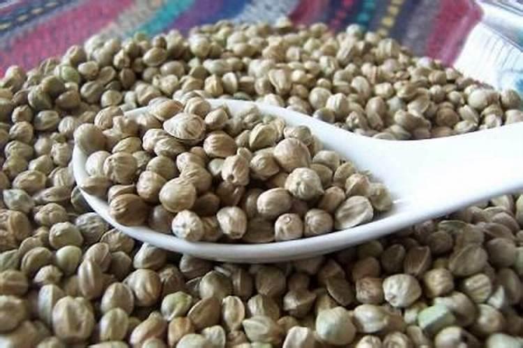 麻籽如何用在君子兰上