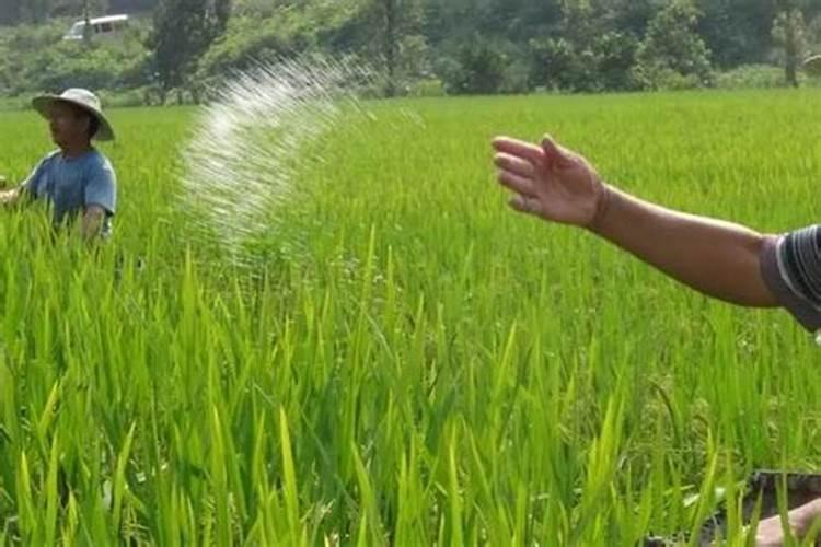 盐碱地水稻怎样施用磷钾肥？
