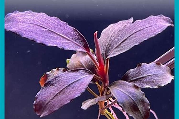 辣椒榕养殖技巧