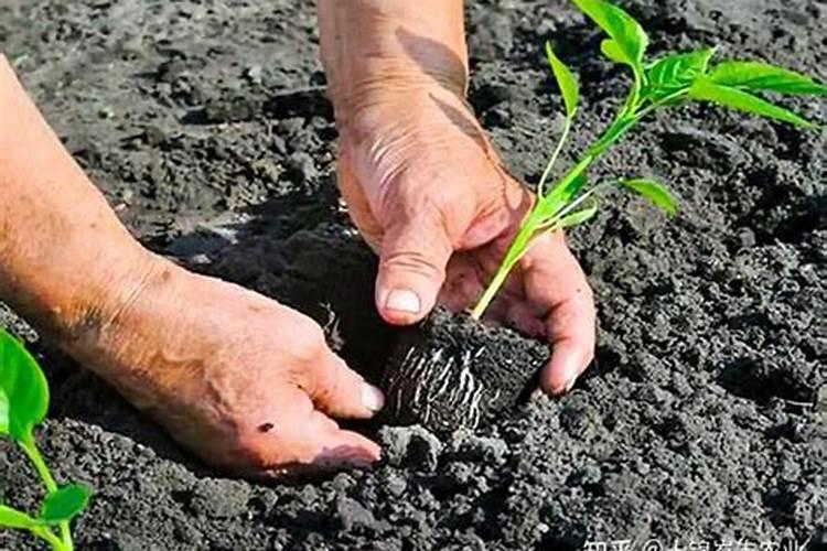 辣椒榕怎么养殖发色好