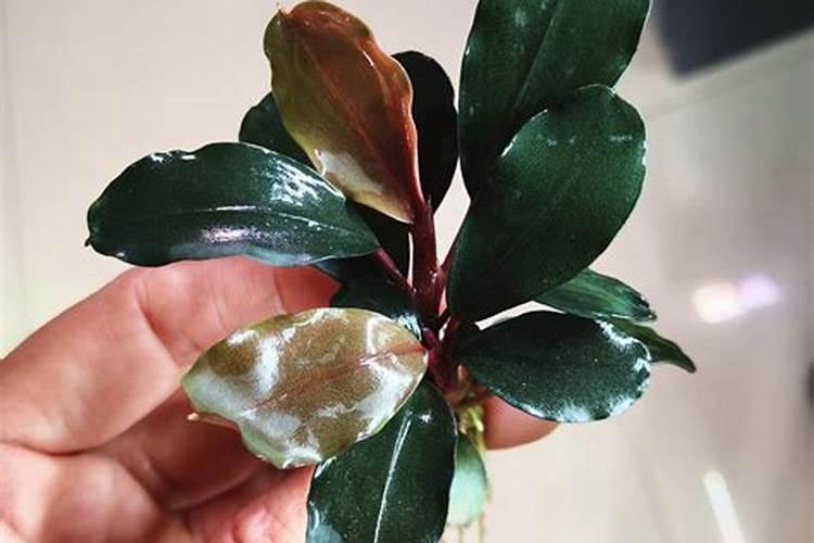 如何养好辣椒榕野株 辣椒榕野株的方法