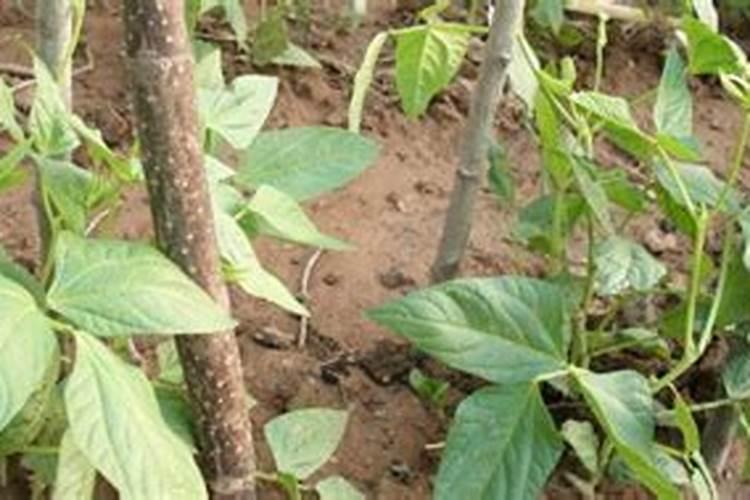 碳酸钾是防腐剂吗