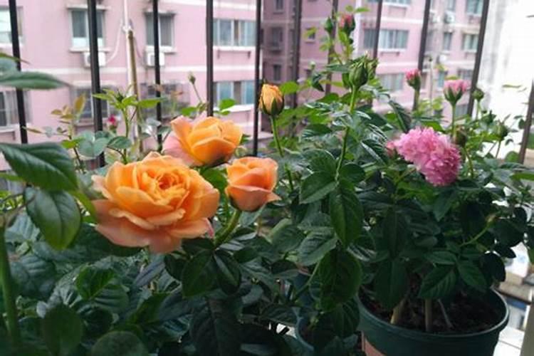 尿素可以浇月季花吗